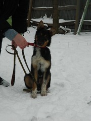 Найден щенок в красном ошейнике Вологда